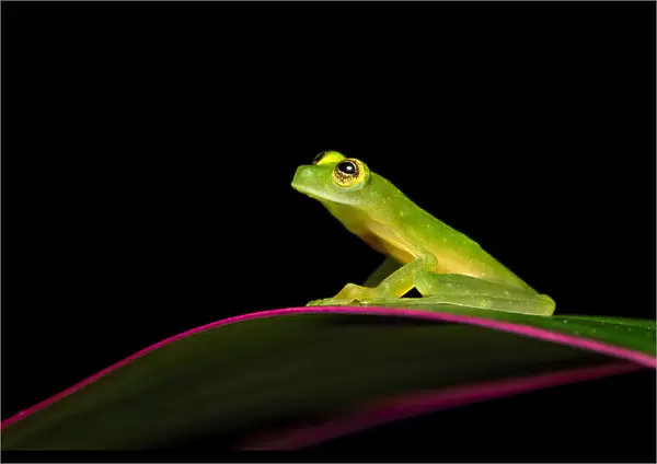 Suretka glass frog