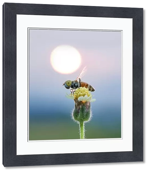 Eristalinus with a very beautiful sunset background