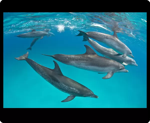 RF- Pod of Atlantic spotted dolphins (Stenella frontalis) over shallow sand bank