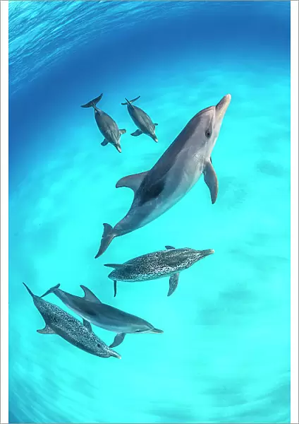 RF - Pod of Atlantic spotted dolphins (Stenella frontalis) swimming over a shallow, sandy seabed. North Bihmini, Bahamas