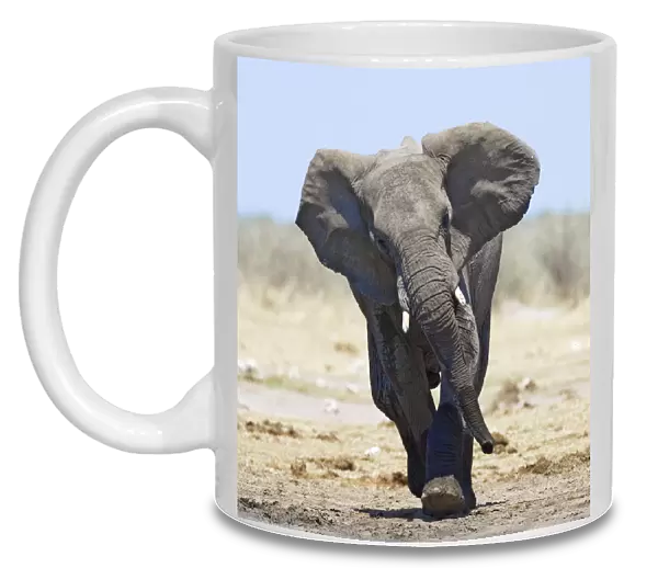 African elephant {Loxodonta africana} charging, Etosha national park, Namibia