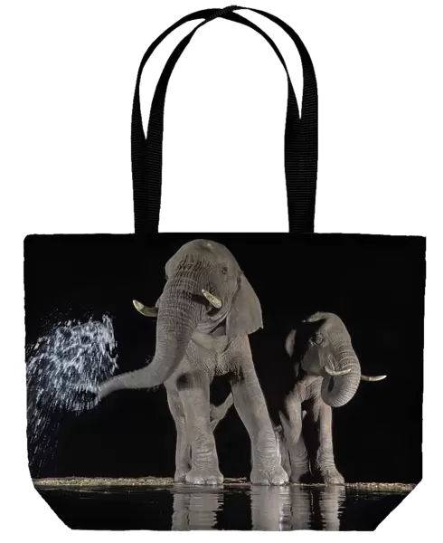 Elephants (Loxodonta africana) at waterhole drinking at night. One spraying water from trunk