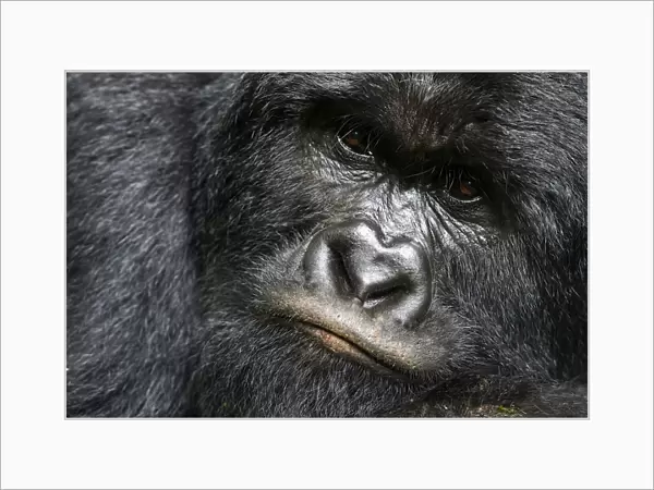 Mountain gorilla (Gorilla beringei beringei) silverback male, portrait, member of the Rugendo group