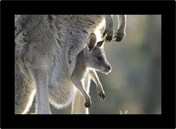 Eastern grey kangaroo (Macropus giganteus) with joey in pouch, Australian Capital Territory
