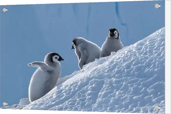 Emperor penguin (Aptenodytes forsteri) chicks, Amanda Bay, Prydz Bay, Ingrid Christensen Coast