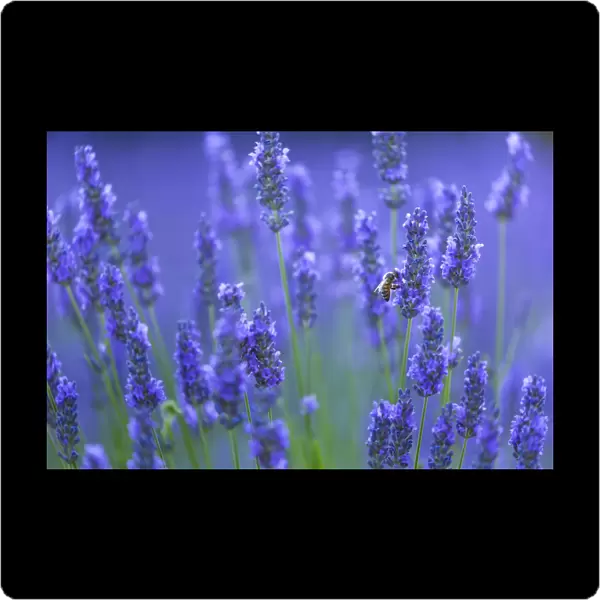 Honeybee (Apis melifera) visiting Lavender (Lavendula angustifolia) in lavender fields