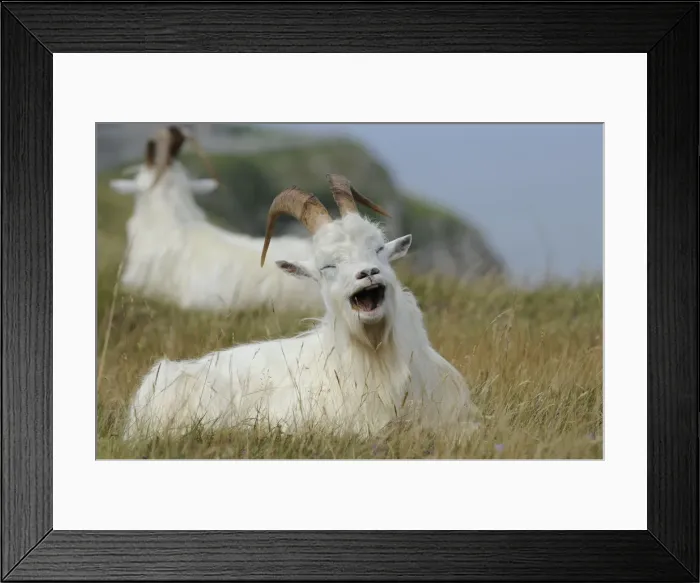 Framed Print : Wild Goats Print: A Resting Scene on the Great Orme Promontory Framed Print : Wild Goats Print: A Resting Scene on the Great Orme Promontory