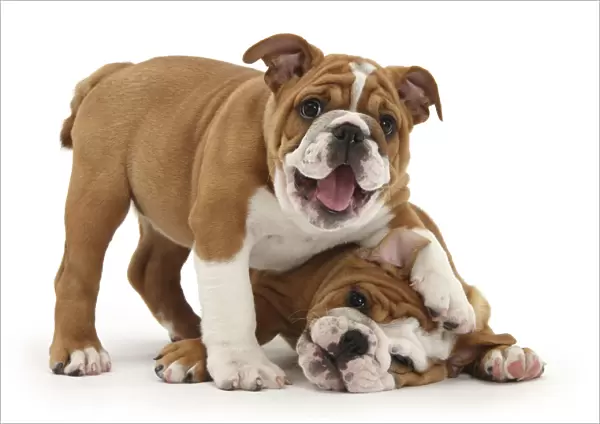 Two playful Bulldog puppies, 11 weeks