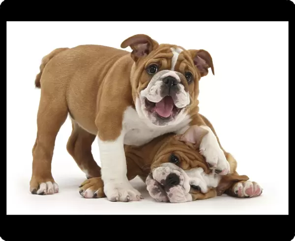 Two playful Bulldog puppies, 11 weeks