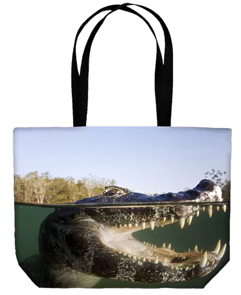 Spectacled caiman (Caiman crocodilus) Rio BaiAia Bonita, Bonito, Mato Grosso do Sul