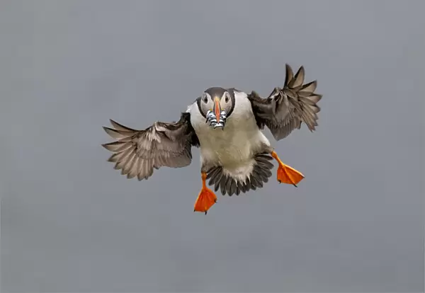 Atlantic Puffin (Fratercula arctica) in flight, coming into land with beak full of sand eels