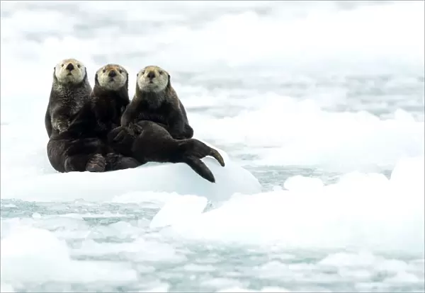 Three Sea otters (Enhydra lutris) resting on ice, Alaska, June