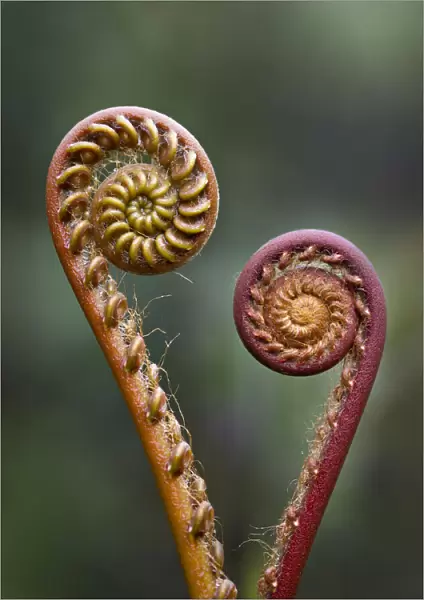 Unravelling Fern fronds (Unknown species). Near Nepenthes Field Camp