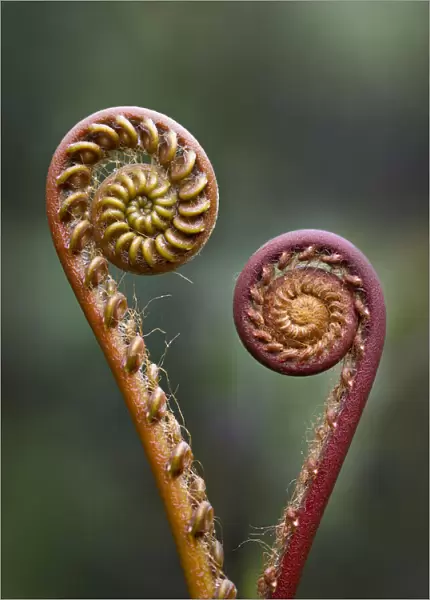 Unravelling Fern fronds (Unknown species). Near Nepenthes Field Camp