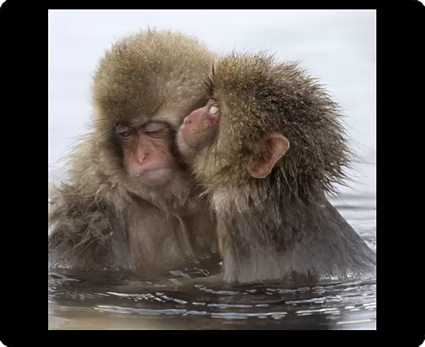 Young Japanese macaque (Macaca fuscata) kissing