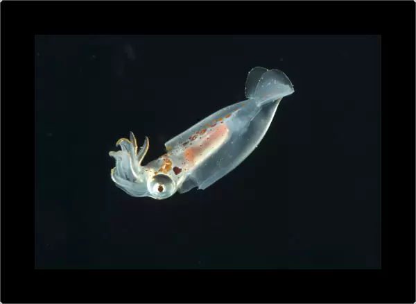 Deepsea squid from midwater catch 195-498m, Mid-Atlantic Ridge, North Atlantic Ocean