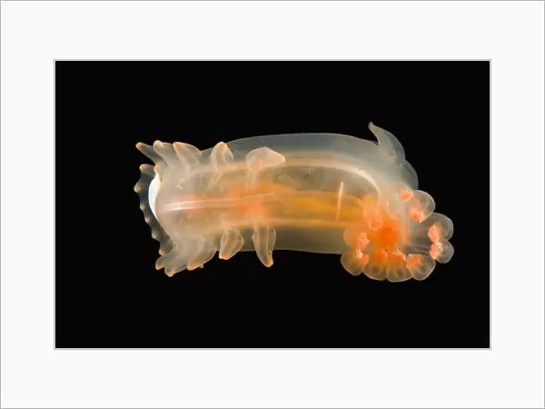 Deepsea benthic Sea cucumber (Peniagone sp) with commensal polynoid polychaete