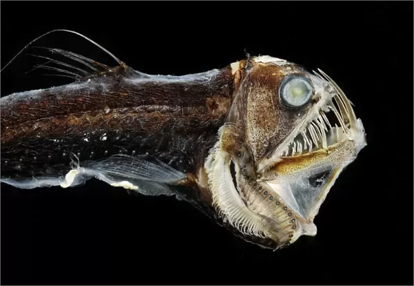 Viperfish (Chauliodus sloani) - deep sea specimen from Portugal