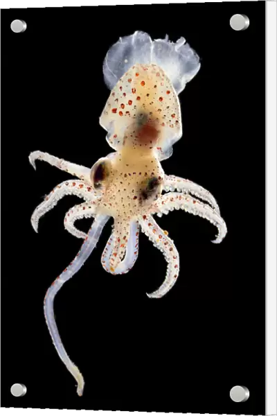 Squid (Histioteuthis sp. ) deep sea species from Atlantic Ocean off Cape Verde. Captive