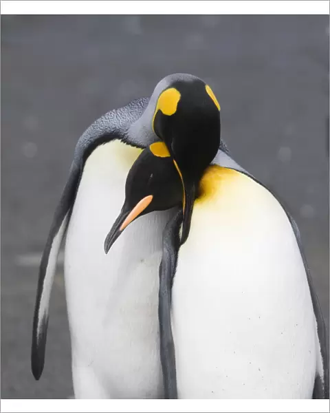 Mating pair of King Penguins (Aptenodytes patagonicus) on Gold Beach, South Georgia Island