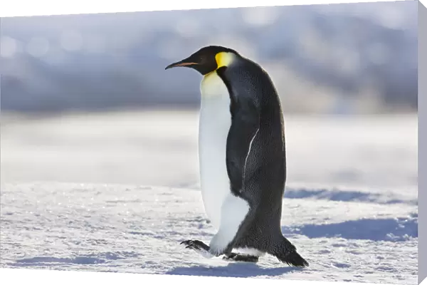 Emperor penguin (Aptenodytes forsteri) walking, Cape Colbeck, Ross Sea, Antarctica