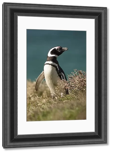 Magellanic Penguin (Spheniscus magellanicus) portrait in grass, New Island, Falkland