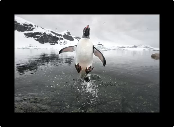 Gentoo Penguin (Pygoscelis papua) jumping out of the sea, Cuverville Island, Antarctic Peninsula