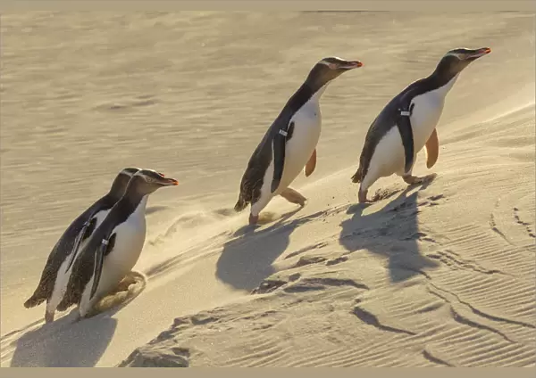 Four Yellow-eyed penguins (Megadyptes antipodes) walking up a sand dune towards their nests