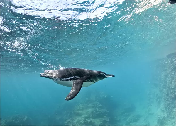 Galapagos penguin (Spheniscus mendiculus) underwater, Bartholome Island, Galapagos Islands