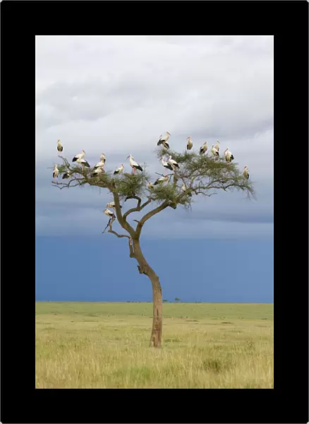 White stork (Ciconia ciconia) in tree, migrating towards Europe, Masai-Mara Game Reserve