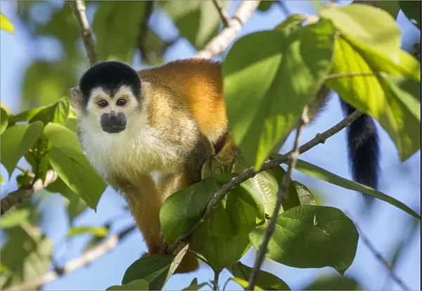 Black-crowned Central American squirrel monkey (Saimiri oerstedii oerstedii) Osa Peninsula