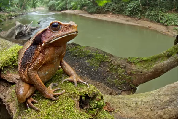 Ecuadorian toad (Rhaebo ecuadorensis) on branch, Yasuni National Park, Orellana, Ecuador