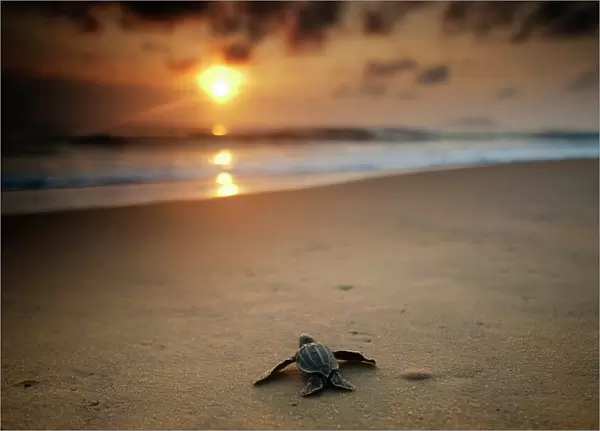 Leatherback Turtle (Dermochelys coriacea) hatchling crossing a beach to get to the sea