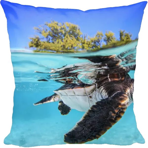 Juvenile Green turtle (Chelonia mydas) swimming near the surface, split level view, Fakarava atoll lagoon, Tuamotu Archipelago, French Polynesia, Pacific Ocean