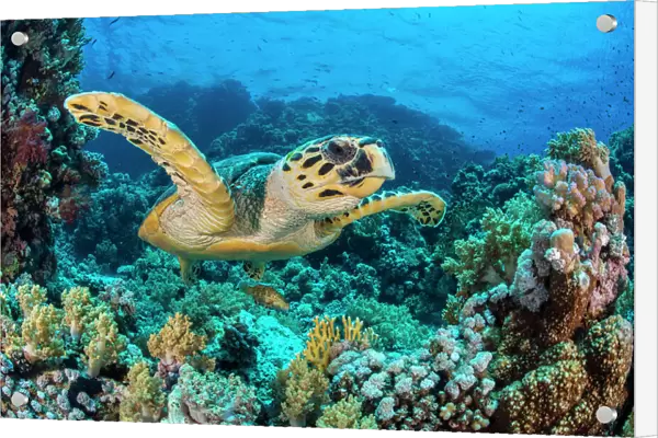 RF - Hawksbill sea turtle (Eretmochelys imbricata) swimming over a coral reef