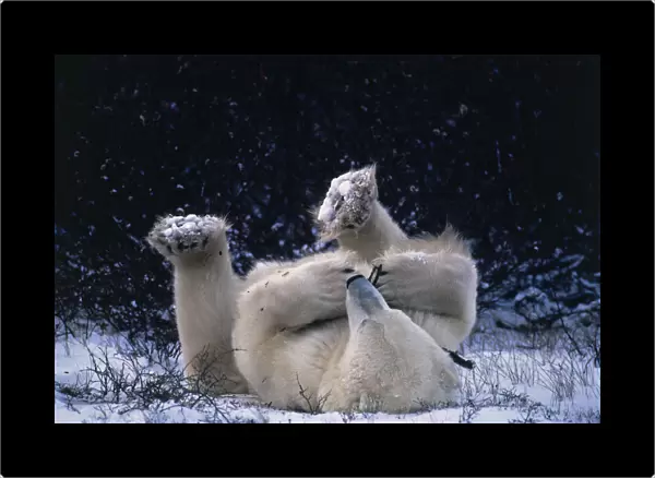 Polar bear lying on back playing with twig {Ursus maritimus} Canada Churchill