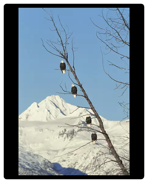 Four American bald eagles perched in tree{Haliaeetus leucocephalus} Chilkat, Alaska, USA