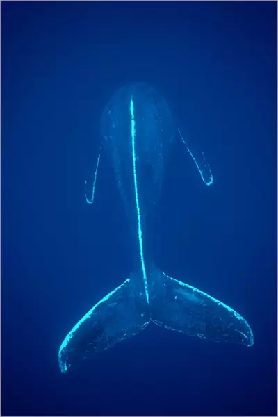 Humpback Whale {Megaptera novaeangliae} Mexico