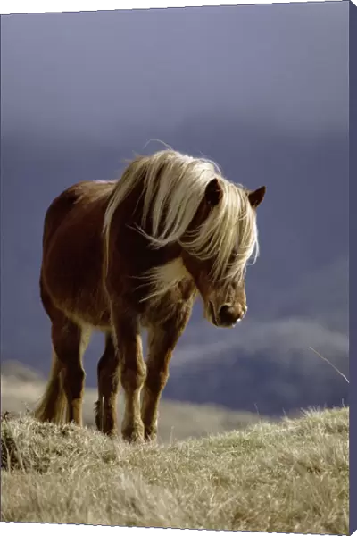 Wild pony {Equus caballus} Isle of Rhum, Inner Hebrides, Scotland