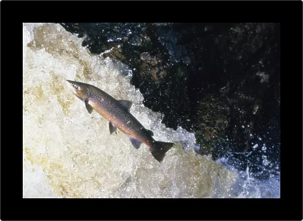 Atlantic salmon (Salmo salar) leaping upstream in river, Scotland, UK