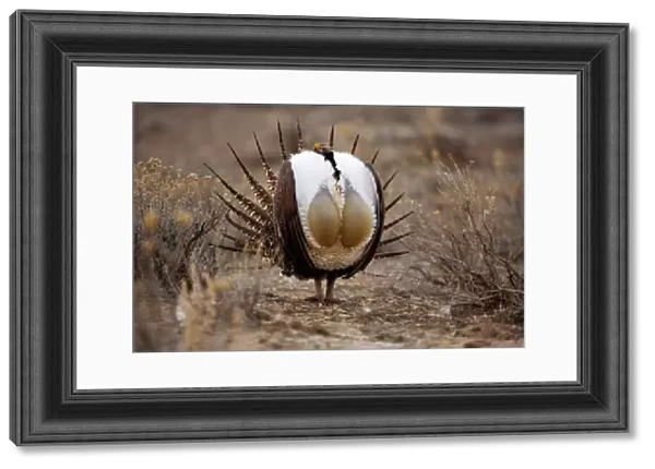 Male Sage Grouse {Centrocercus urphasianus} courtship display, Baggs, Wyoming, USA
