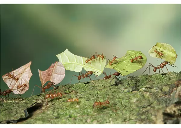 Bachacs  /  Leafcutter ants {Atta cephalotes} carrying sections of Cocoa leaf bearing