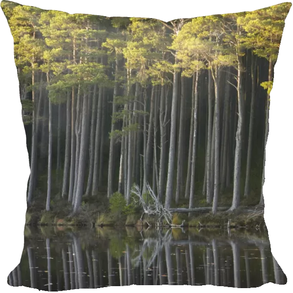Scots pine trees reflected in mirror-calm loch in late evening light, Loch Mallachie
