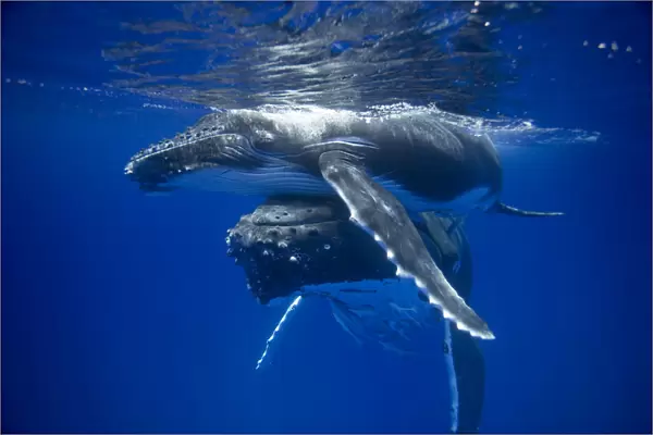 Humpback whale mother pushing her calf up to the surface (Megaptera novaeangliae)