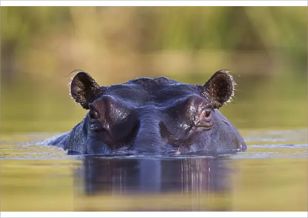 Hippopotamus {Hippopotamus amphibius}, Moremi Wildlife Reserve, Botswana