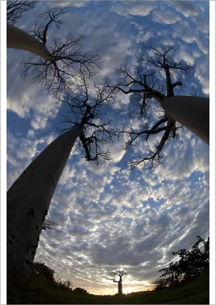 Looking up at Baobabs (Andasonian grandidieri) on Baobabs Avenue, Morondava, West