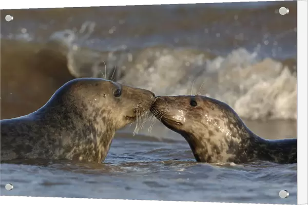Grey seal {Halichoerus grypus} two adolescents interact among the breaking waves