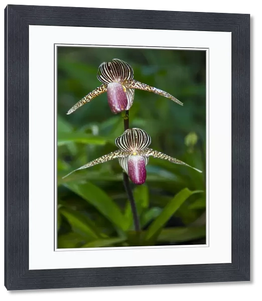 Orchid flower, Mount Kinabalu NP, Sabah, Borneo, Malaysia