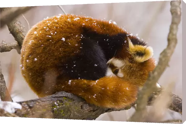 Red panda {Ailurus fulgens} resting on branch in snow, China, captive