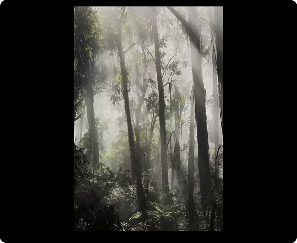 Morning fog in eucalypt forest, Great Otway National Park, Victoria, Australia